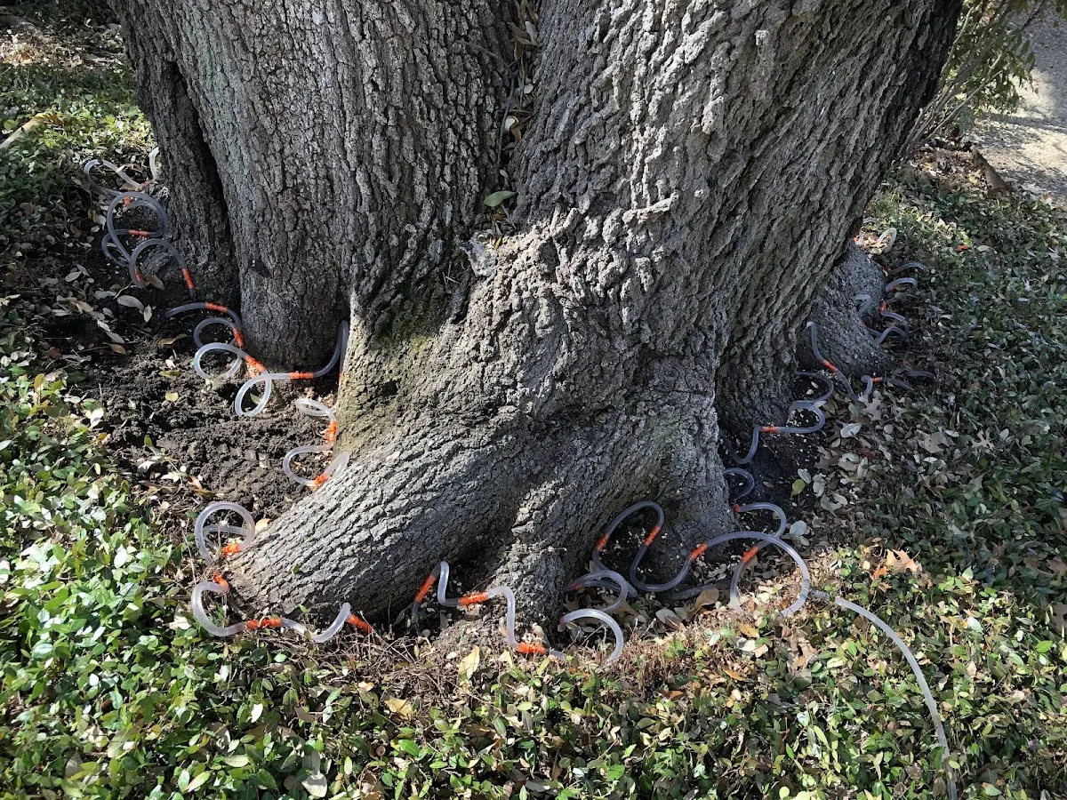 Detailed Tree Cabling and Bracing job site in Old Fort