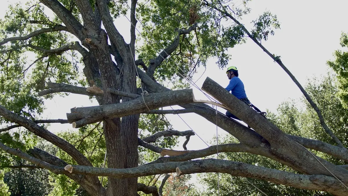 Professional Crown Thinning performed by certified arborists in Old Fort